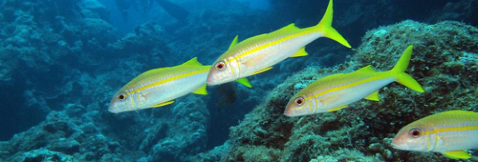 ダイビングのことなら何でもおまかせください！